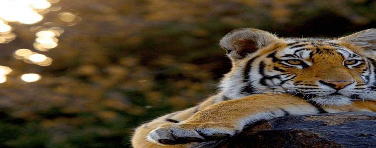 Wildlife Safari