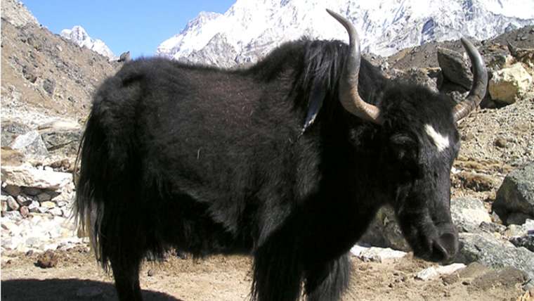 Himalaya Wildlife Tour
