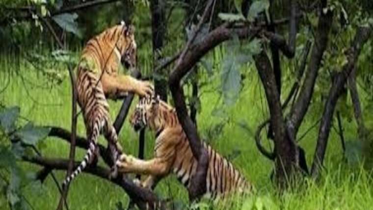 North India Wildlife Tour