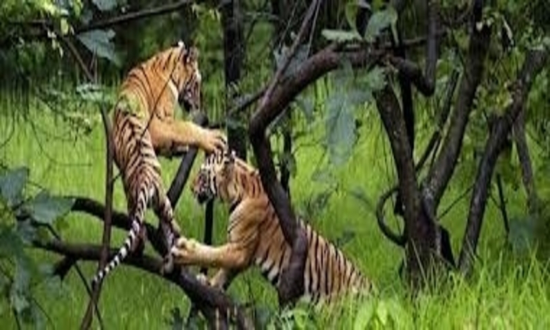 Top 10 Best Indian Wildlife Sanctuaries