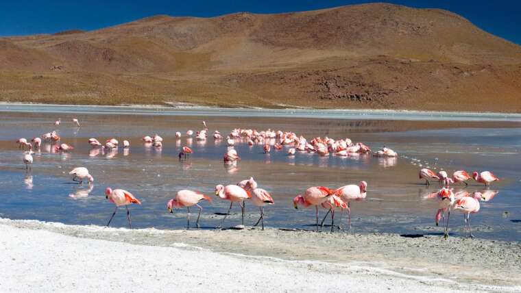Bolivia Express: Salt Flats & Desert Landscapes
