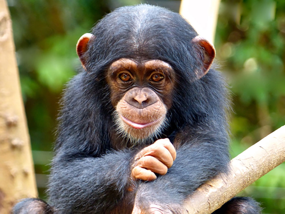 Baby-chimp-Source-Tacugama-Chimpanzee-Sanctuary