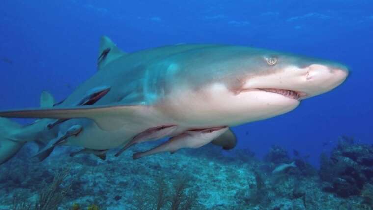Bahamas Tiger Beach Shark Safari