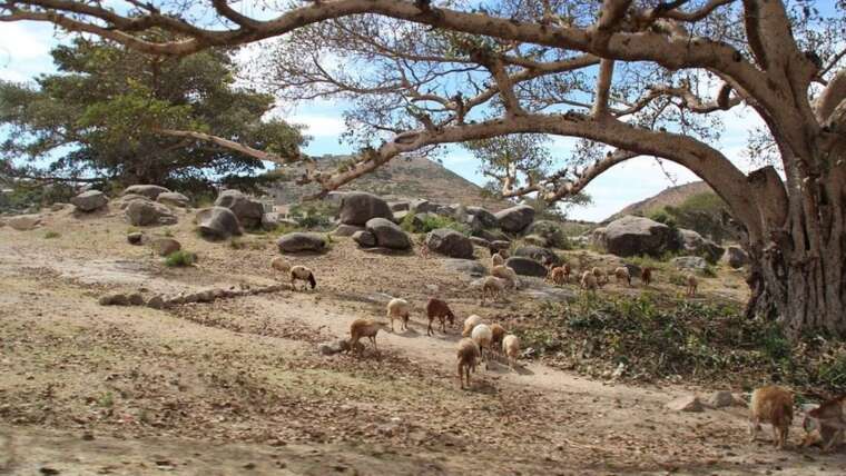 The Best of Eritrea